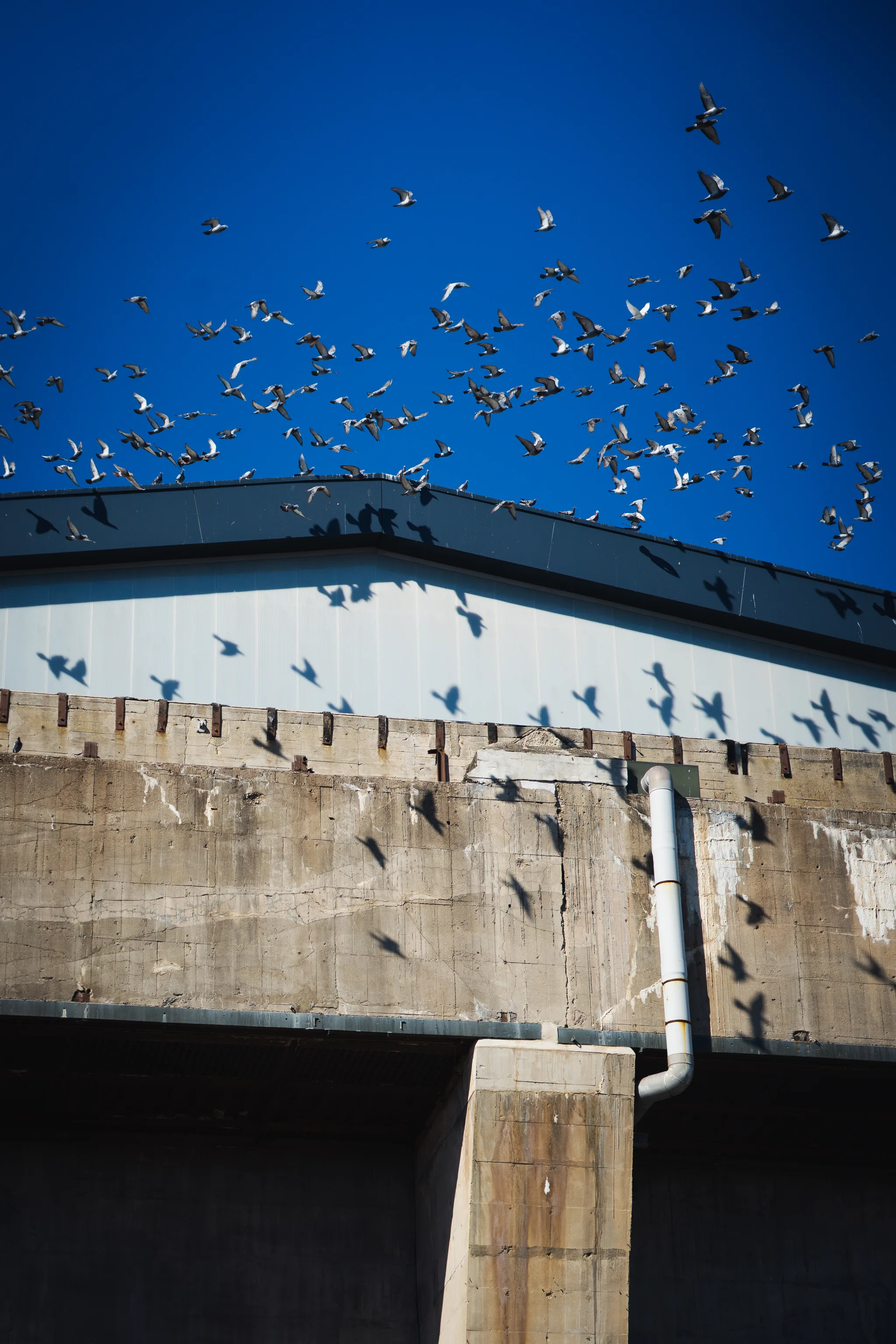 A swarm of pigeons over the concrete roof of a bunker against deep blue sky