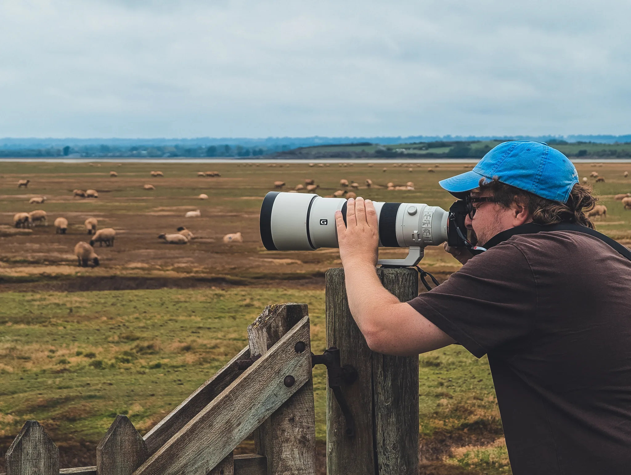 Man in a blue cap photographing with a telephoto lens over a fence, sheep in the salt meadow behind