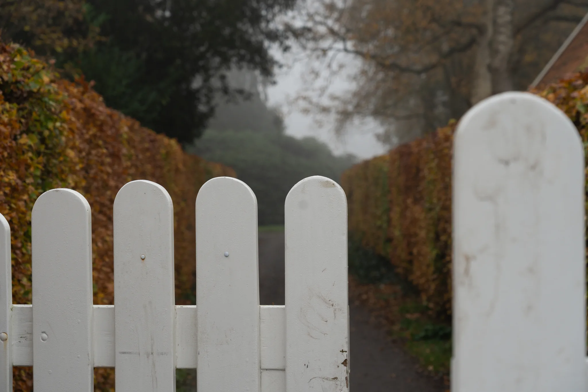 Misty autumn landscape