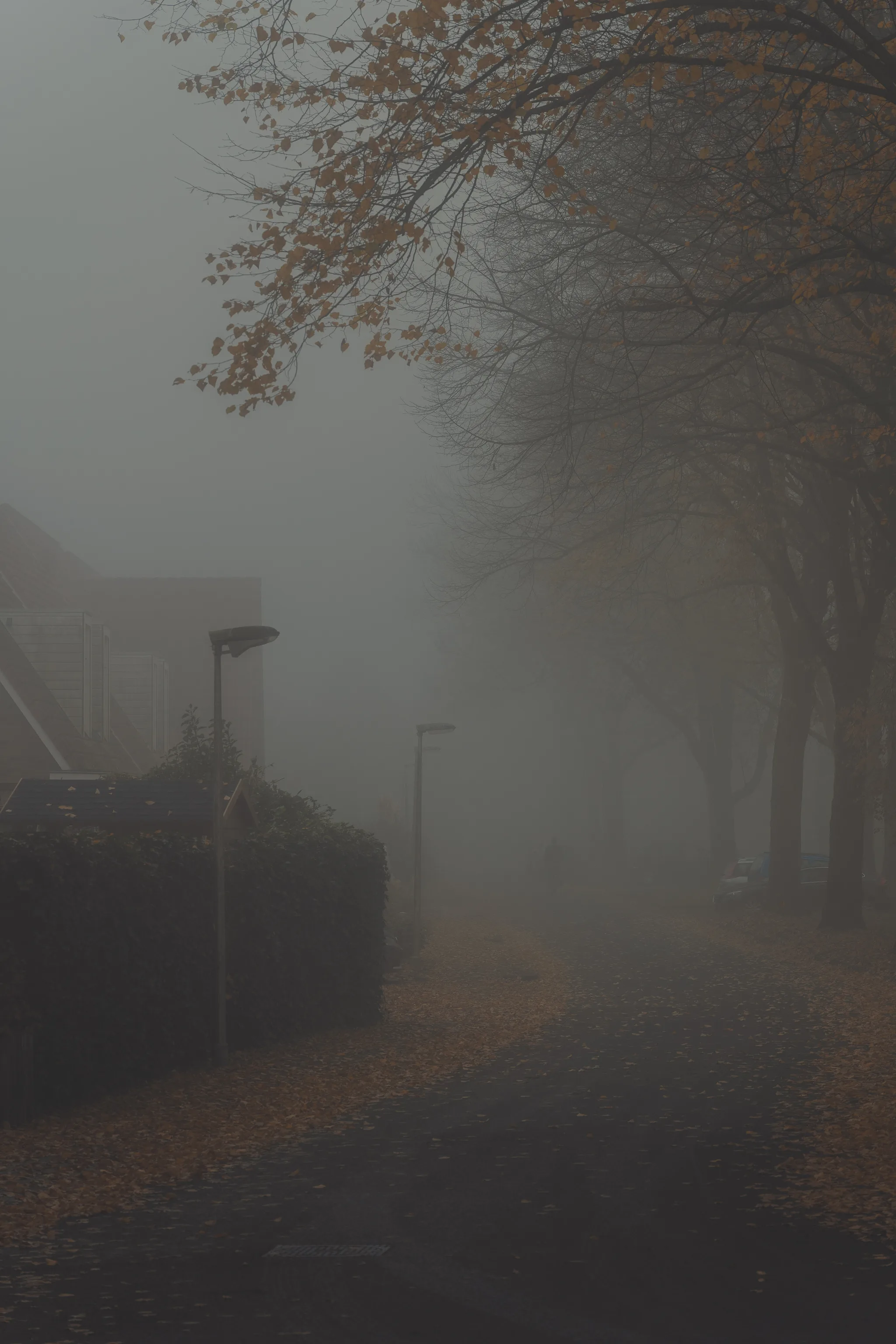 Autumn fog scene