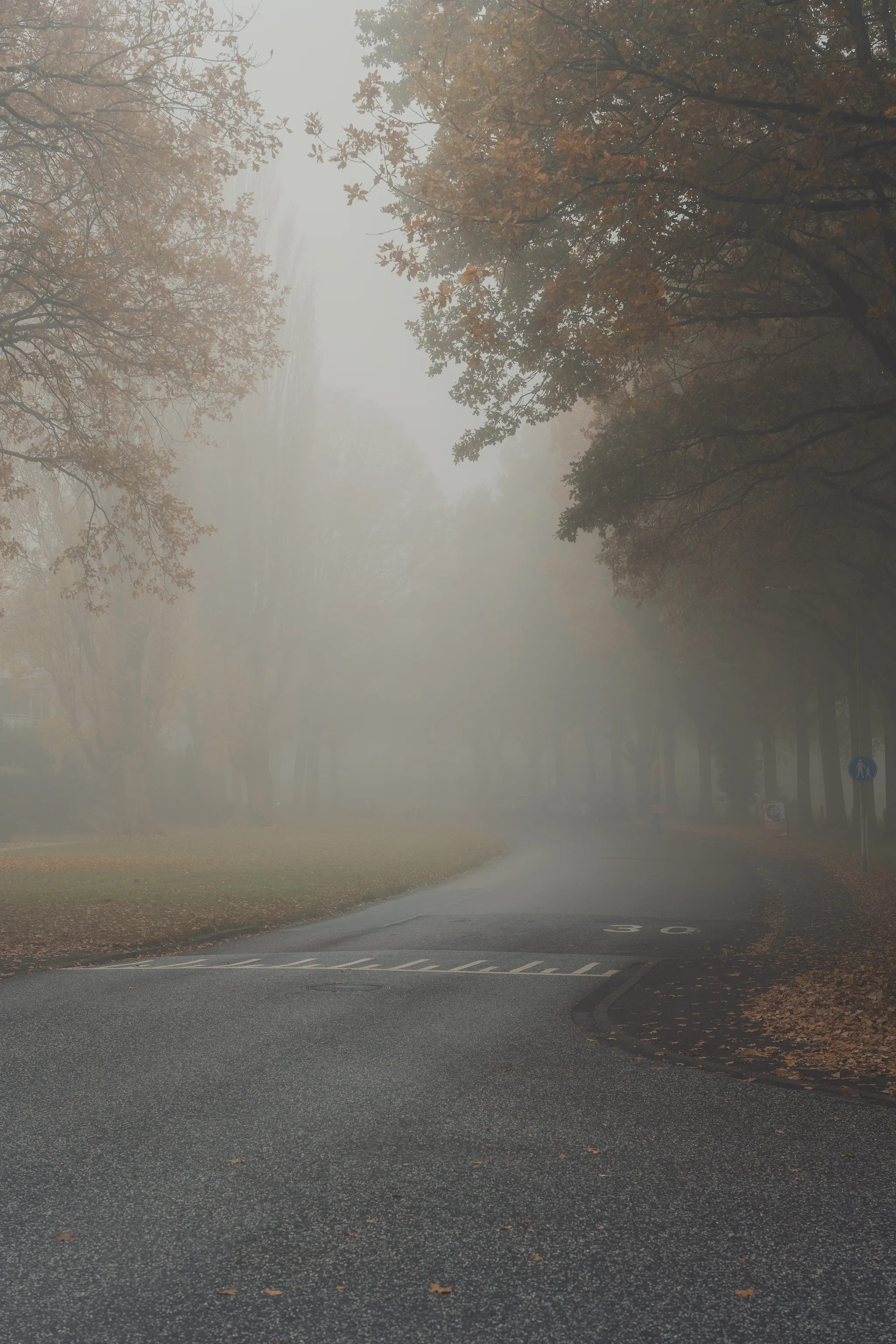 Foggy autumn morning