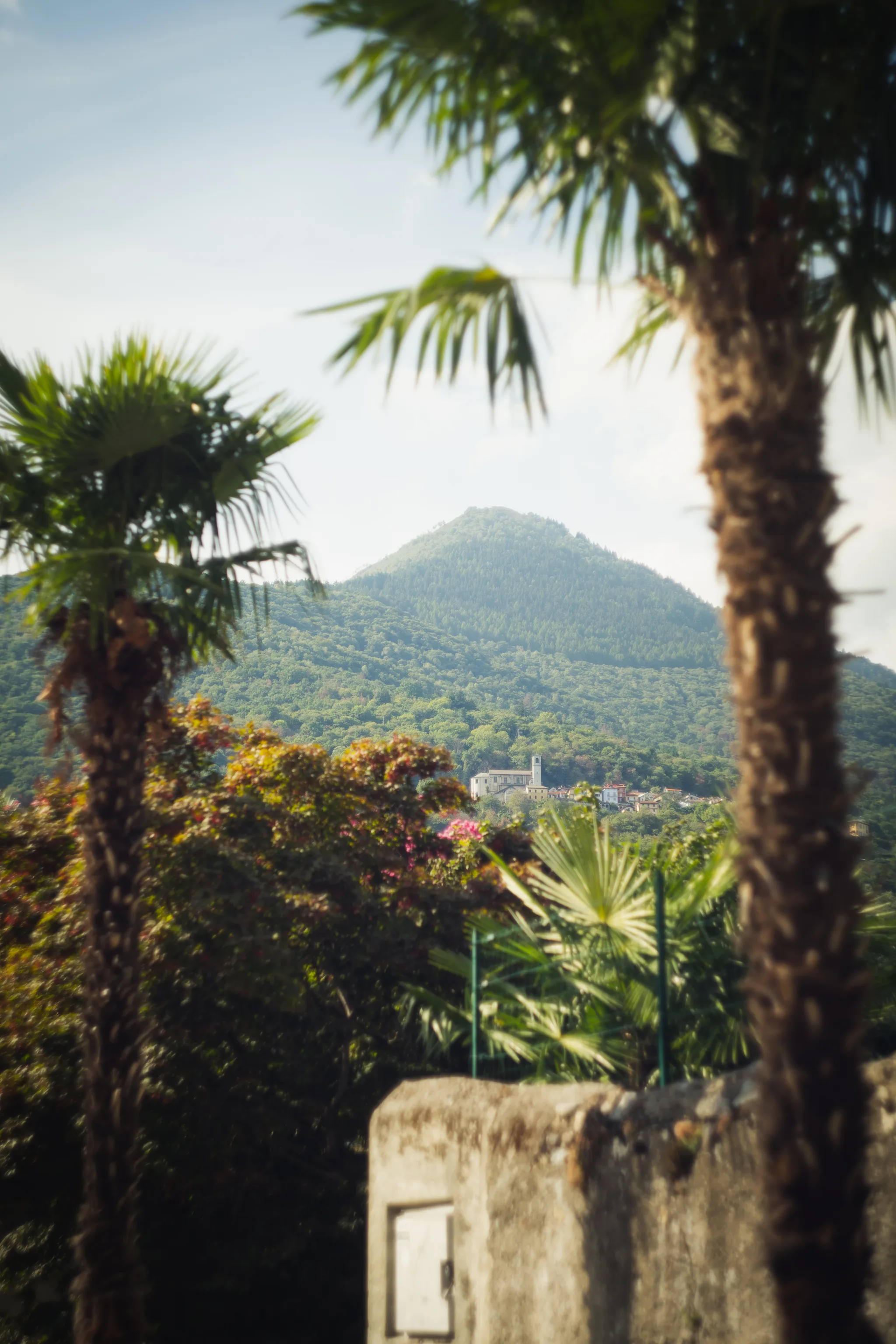 Palm trees framing a wooded hill with a village and bell tower